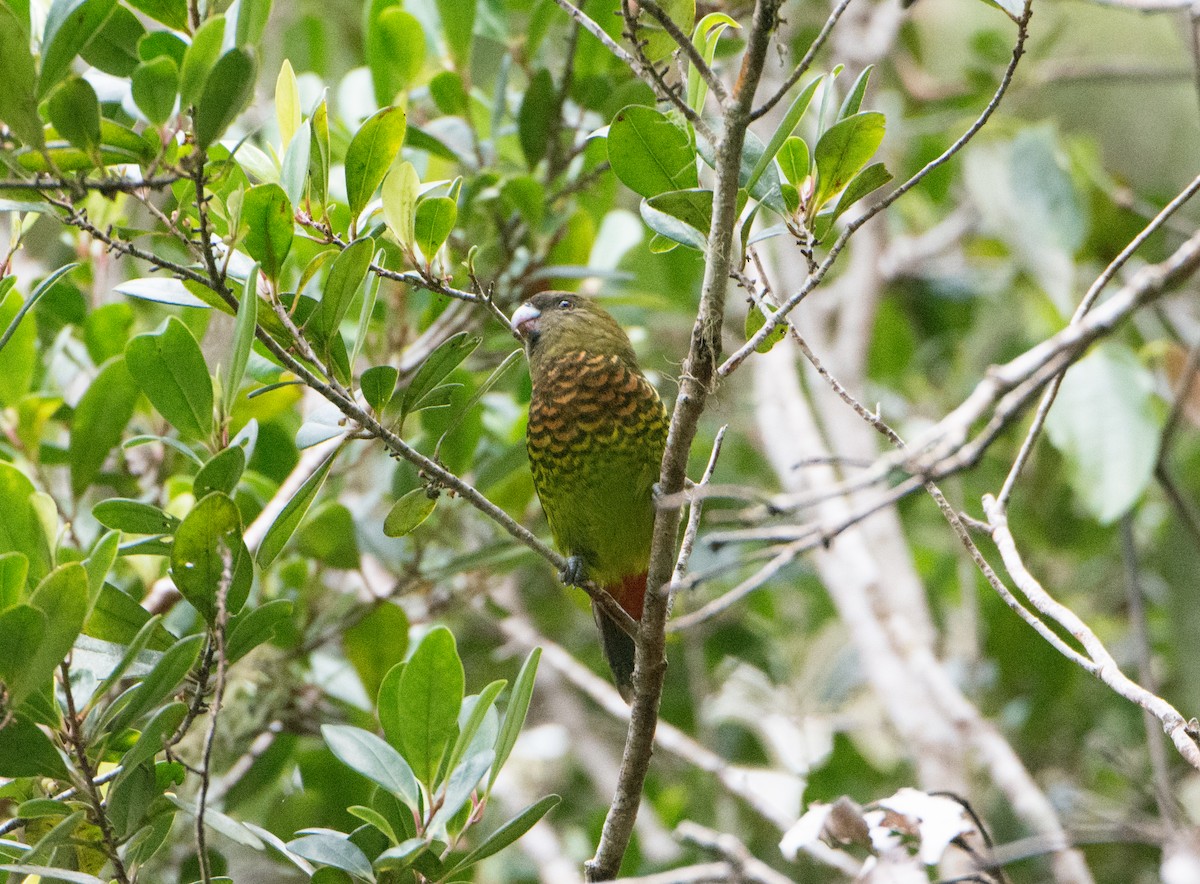 Modest Tiger-Parrot - ML393064991