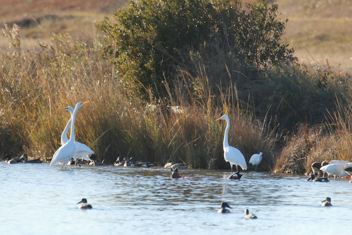 Great Egret - ML393065281