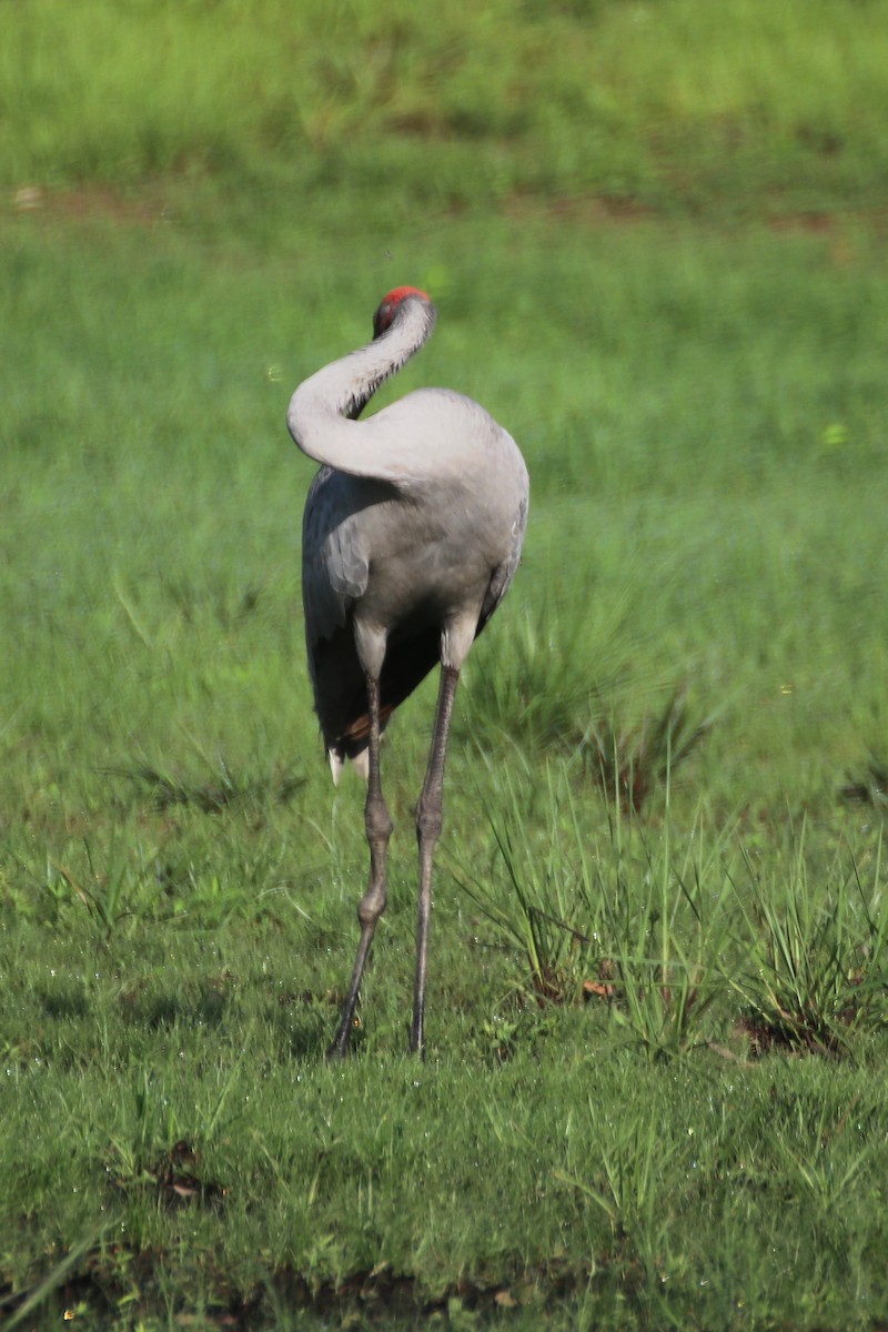 Brolga - James Lambert