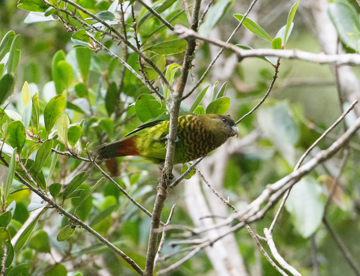 Modest Tiger-Parrot - ML393065311