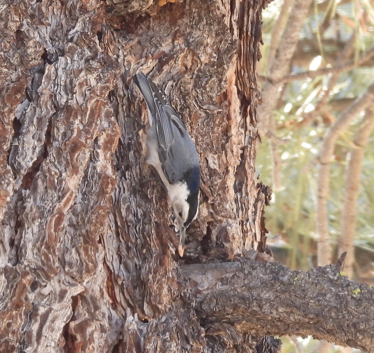 White-breasted Nuthatch - ML393065581