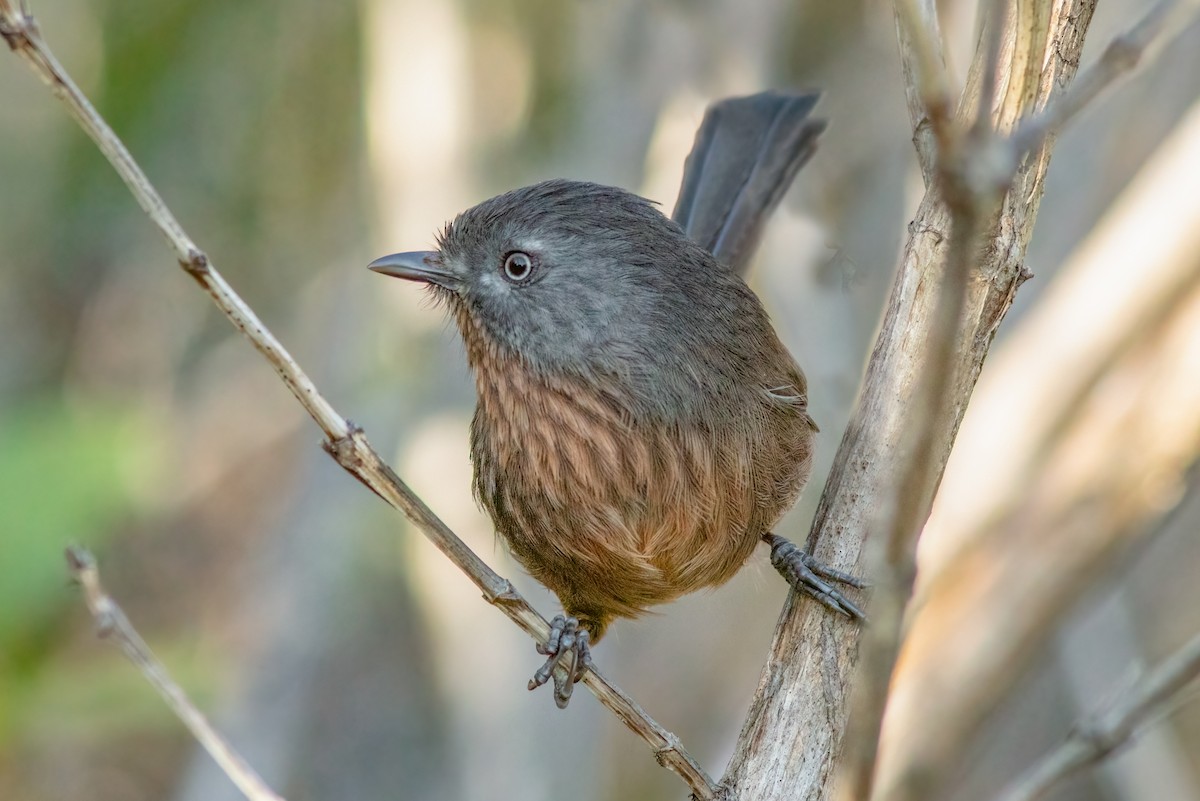 Wrentit - ML393069721