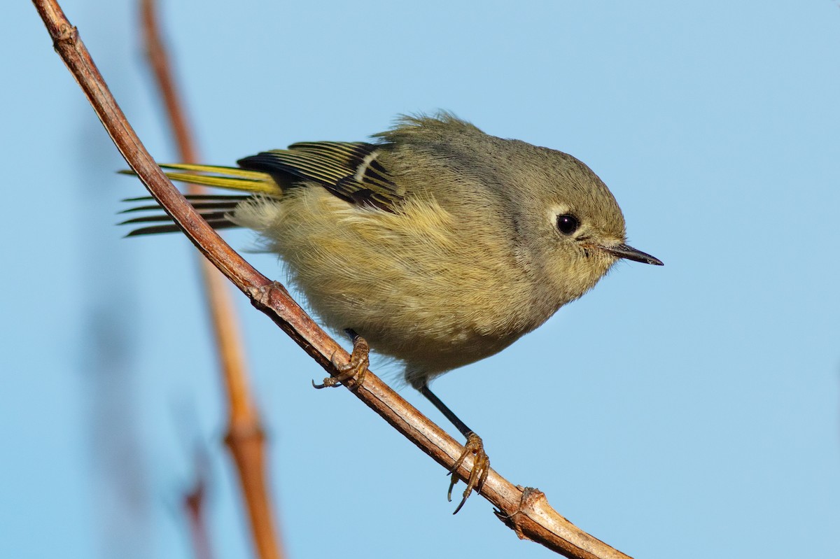 Ruby-crowned Kinglet - ML393069761