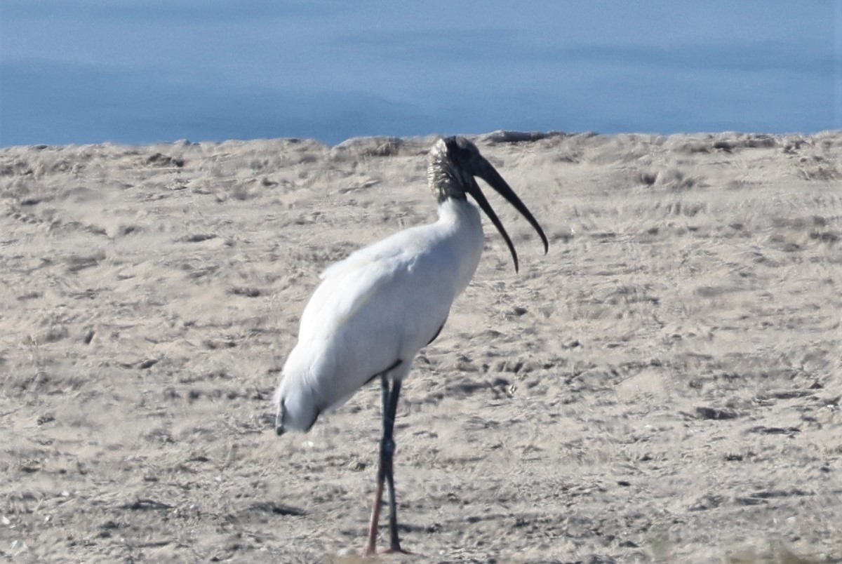 Wood Stork - ML393071591