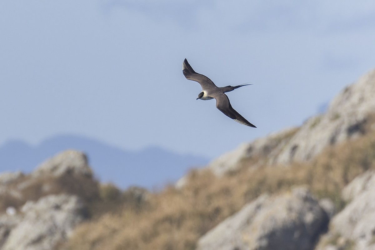 Long-tailed Jaeger - ML393071901