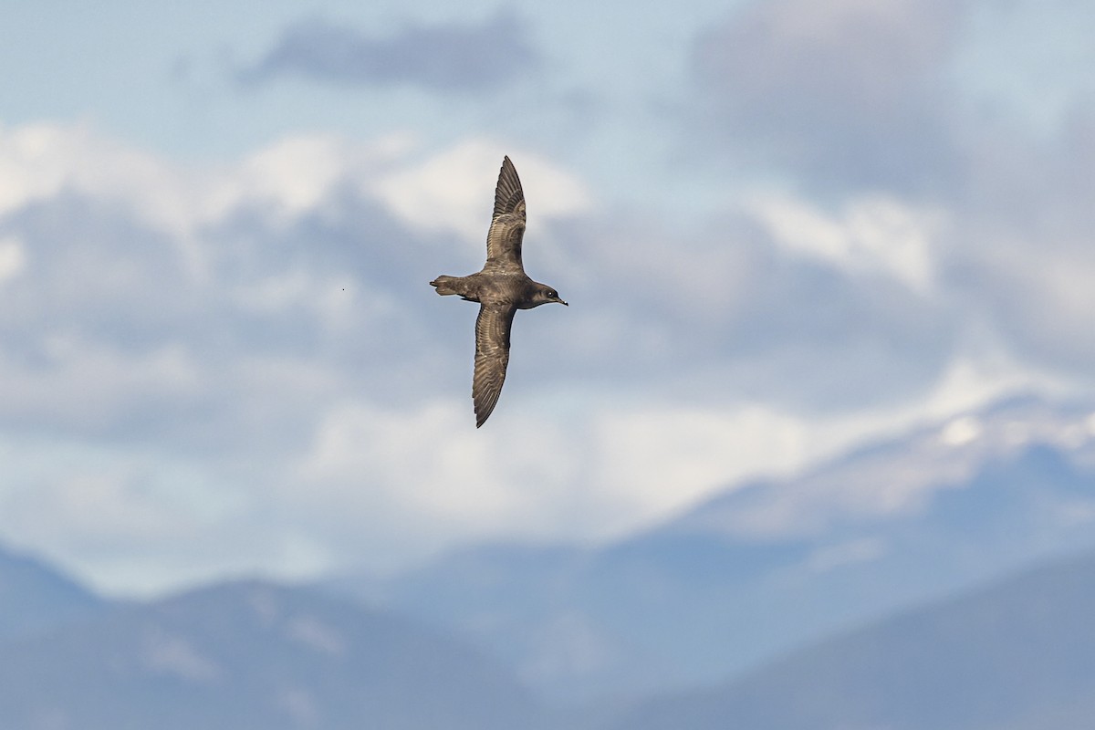 Short-tailed Shearwater - ML393071961