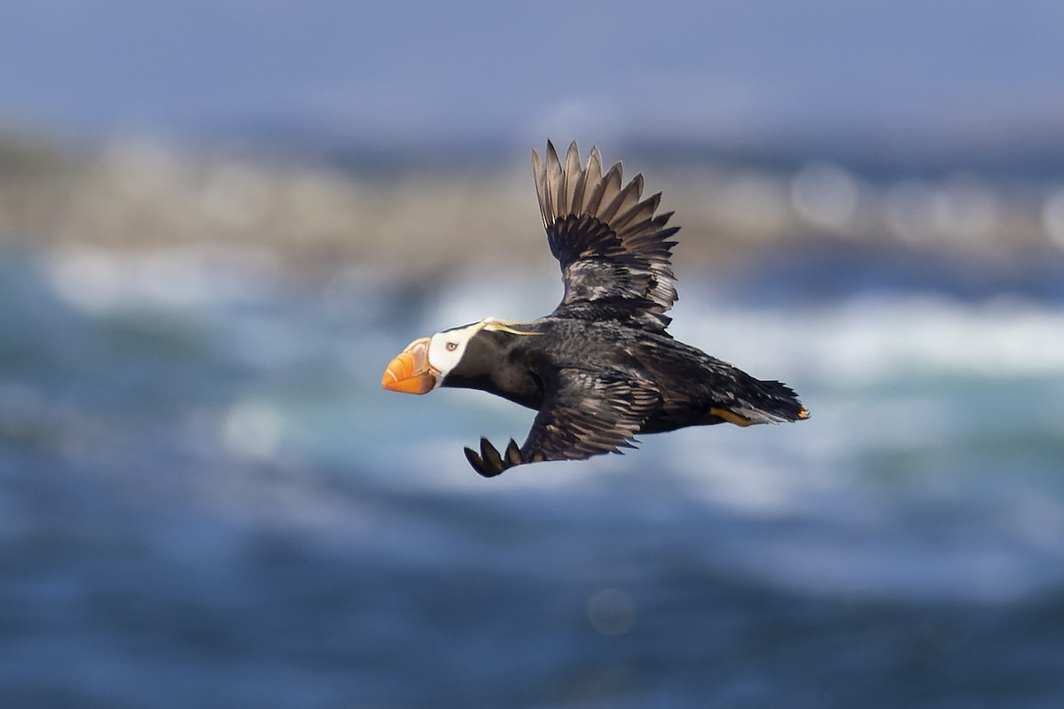 Tufted Puffin - ML393072011