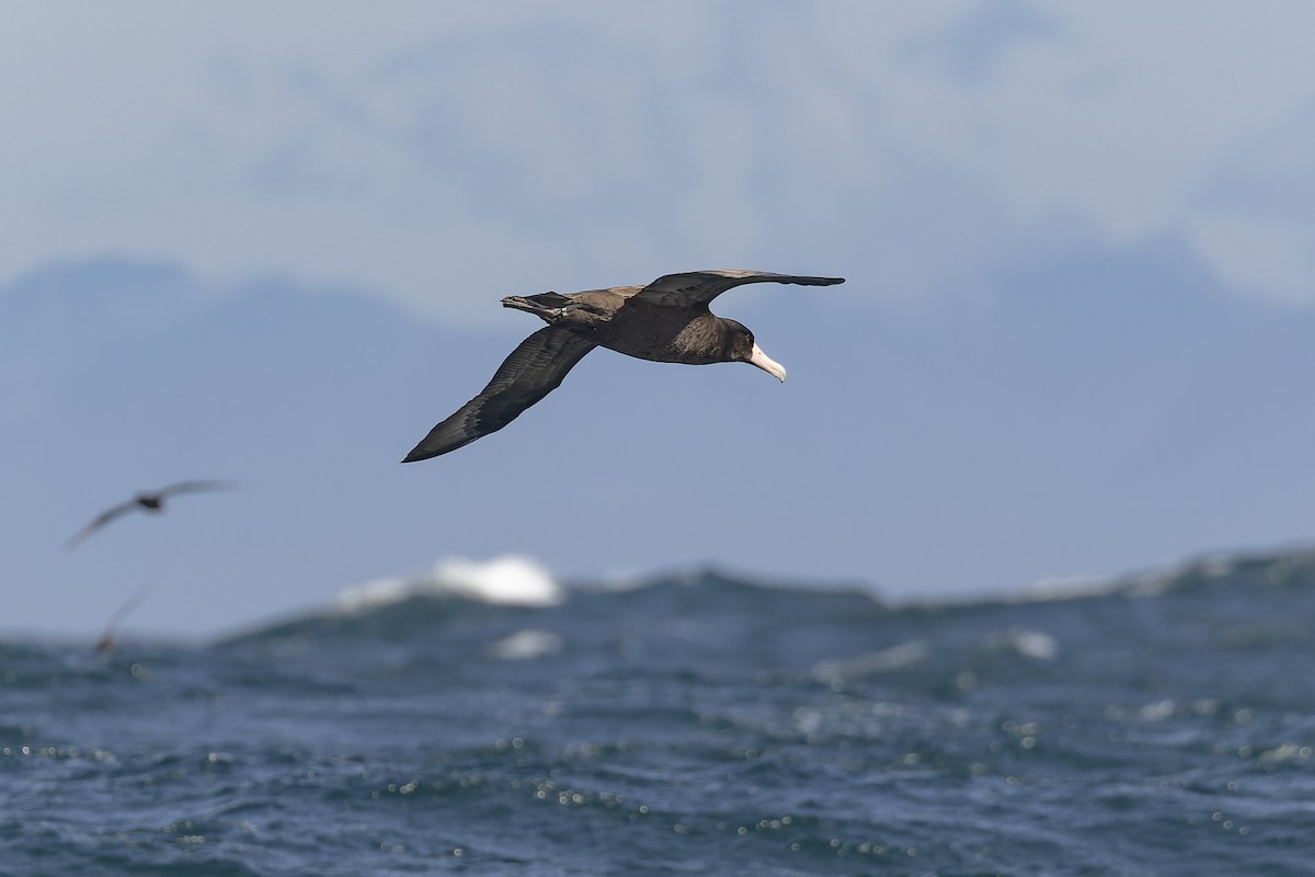 Albatros à queue courte - ML393072191