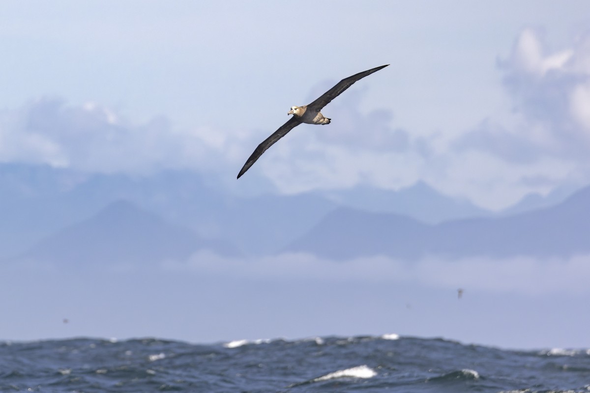 Black-footed Albatross - ML393072201