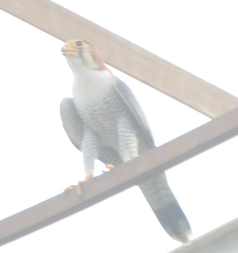 Red-necked Falcon - ML39307221