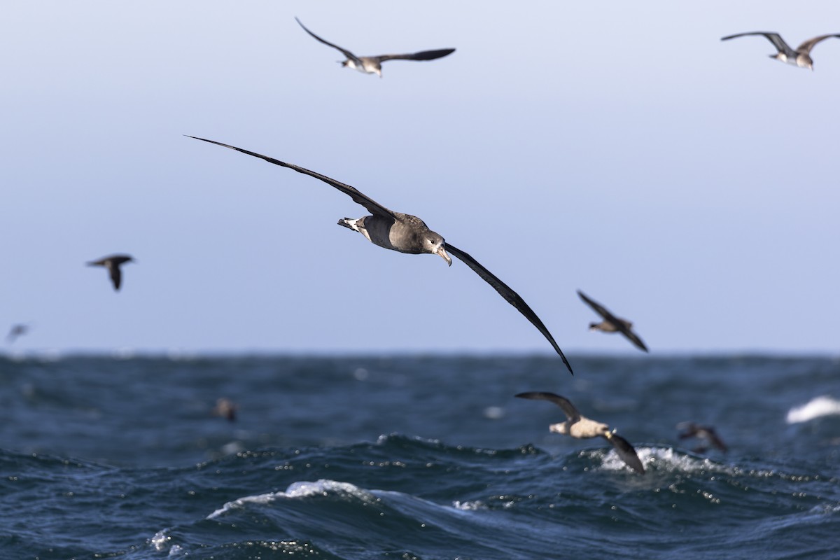 Albatros à pieds noirs - ML393072211