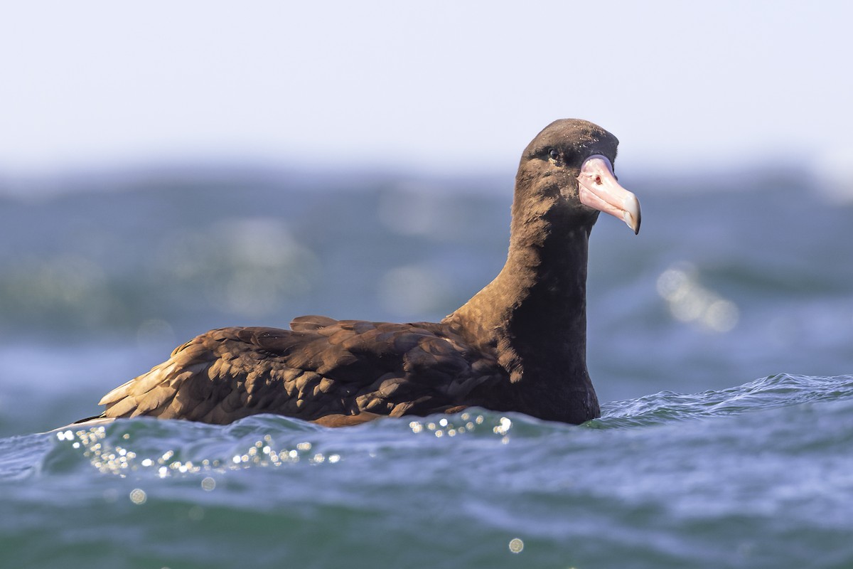 Short-tailed Albatross - ML393072221