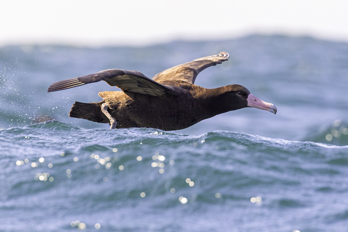 Short-tailed Albatross - ML393072251