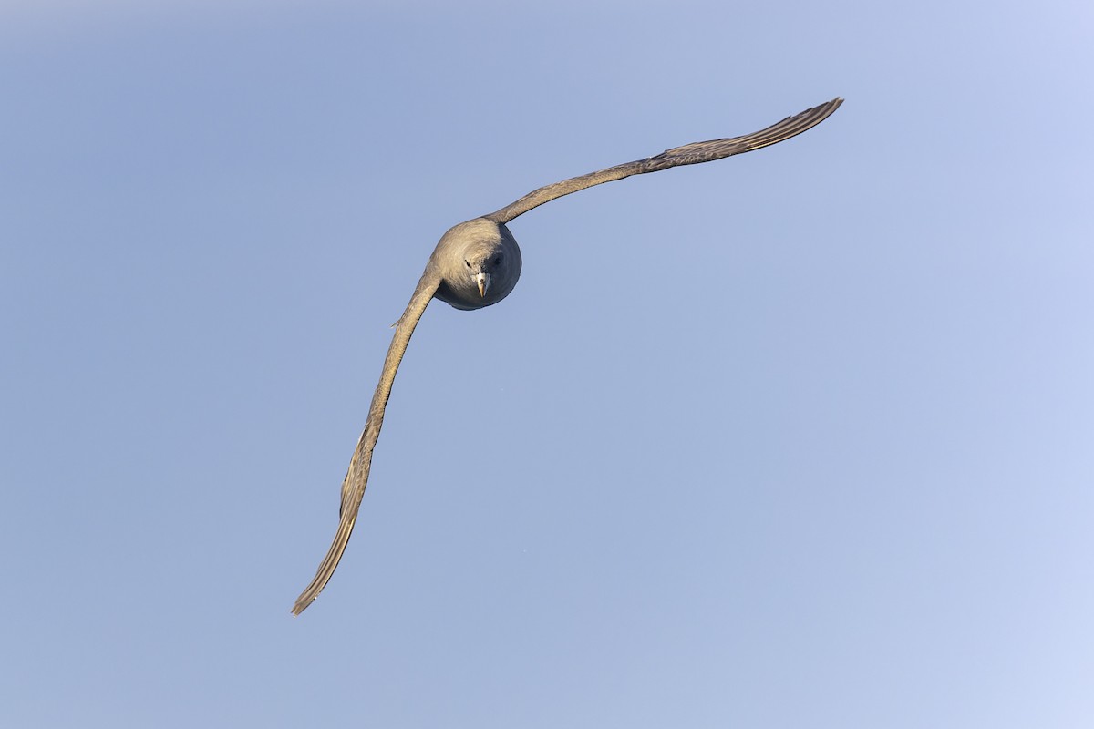 Fulmar boréal - ML393072261