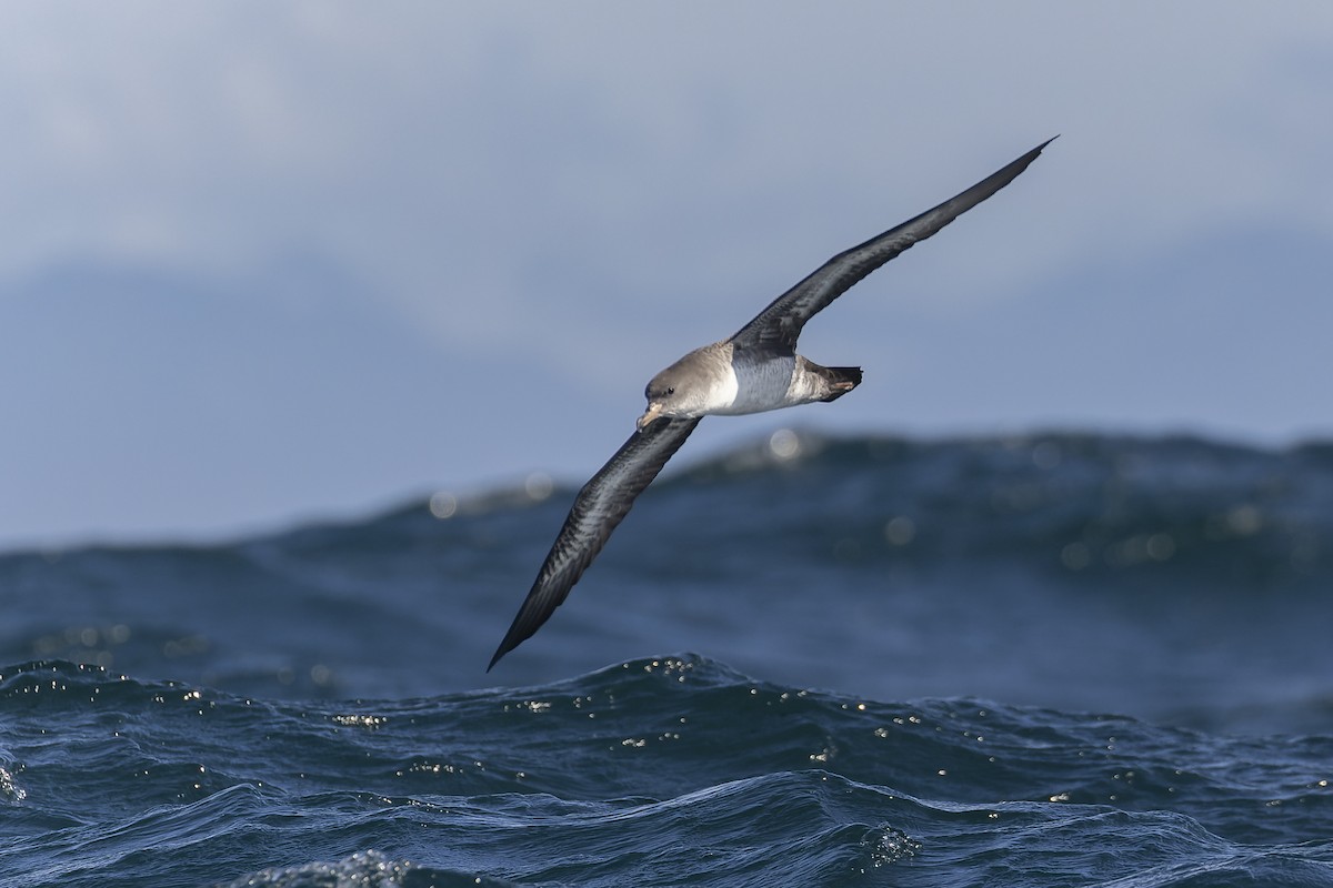 Pink-footed Shearwater - ML393072281