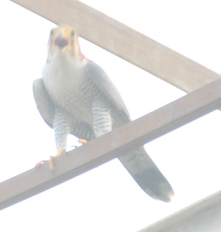 Red-necked Falcon - Aravind Amirtharaj