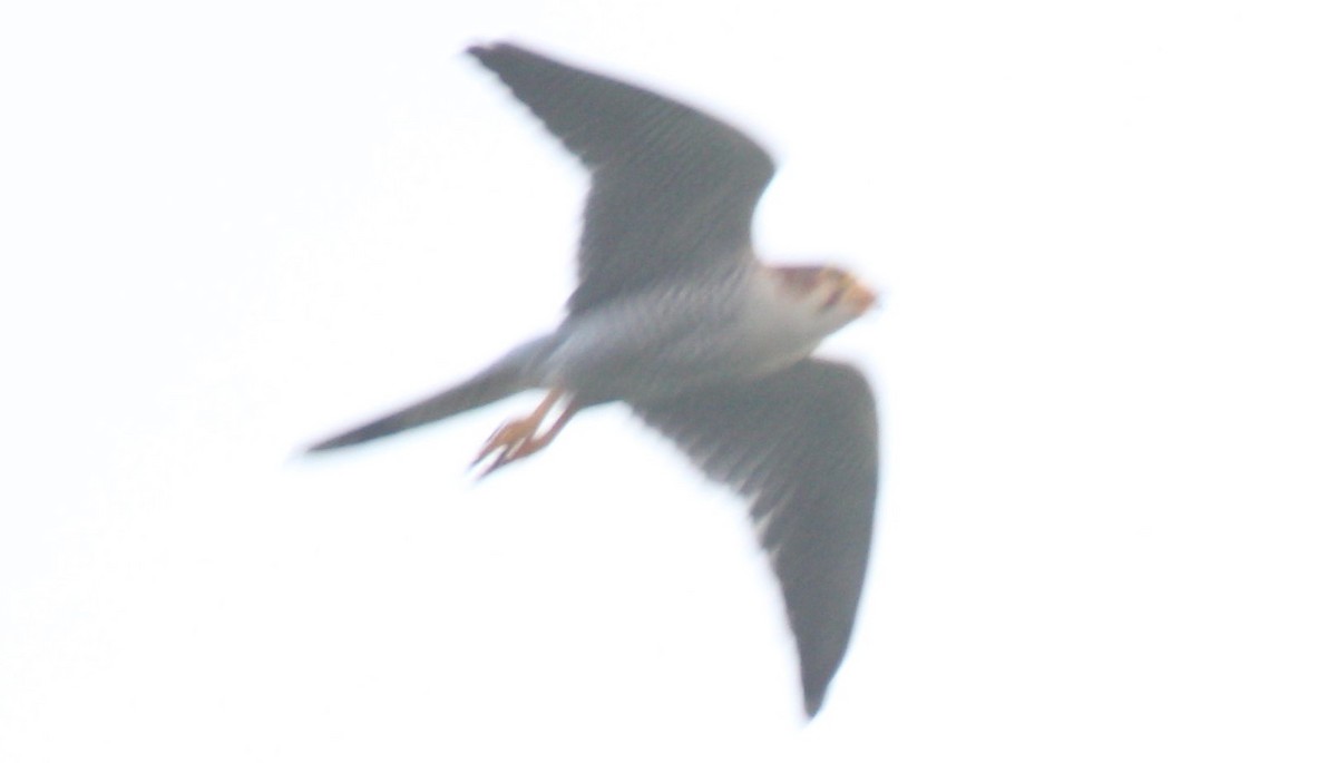 Red-necked Falcon - ML39307251