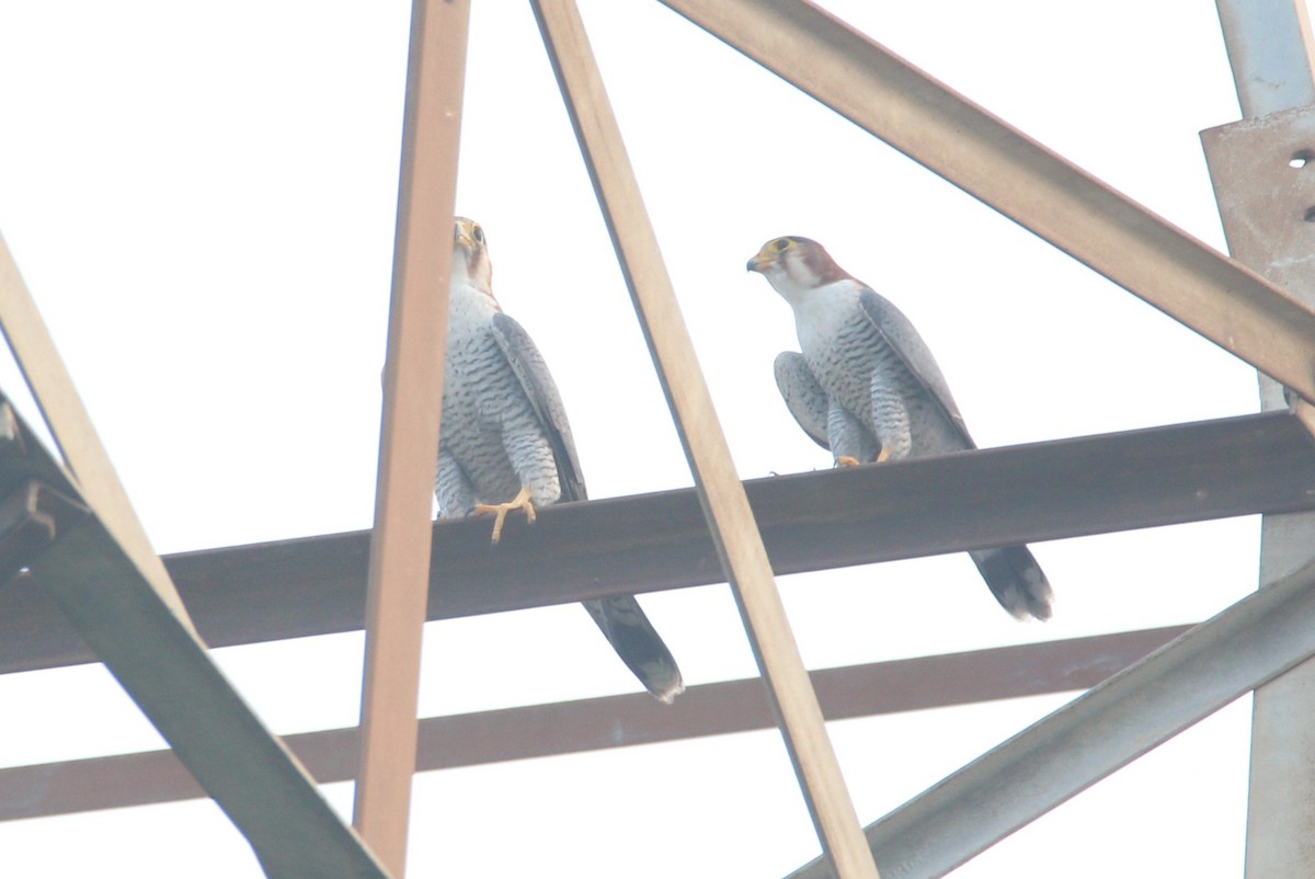 Red-necked Falcon - ML39307291