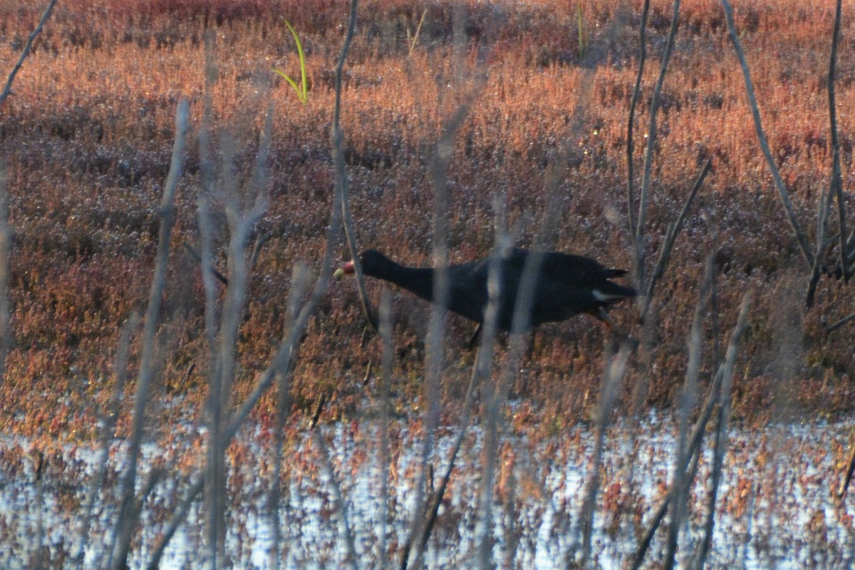 Dusky Moorhen - Leonie Beaulieu