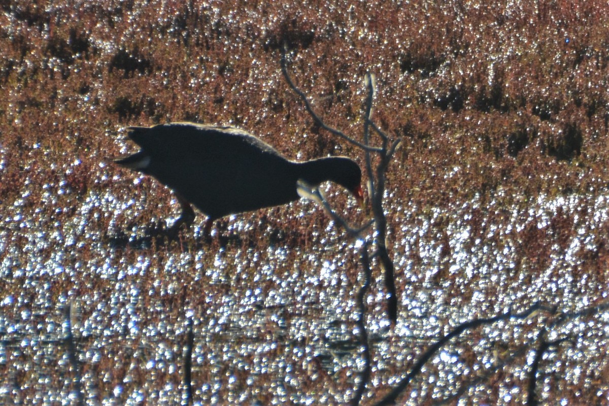 Dusky Moorhen - Leonie Beaulieu