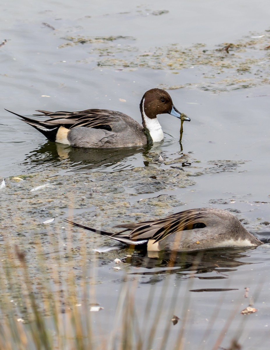 Northern Pintail - ML393073081