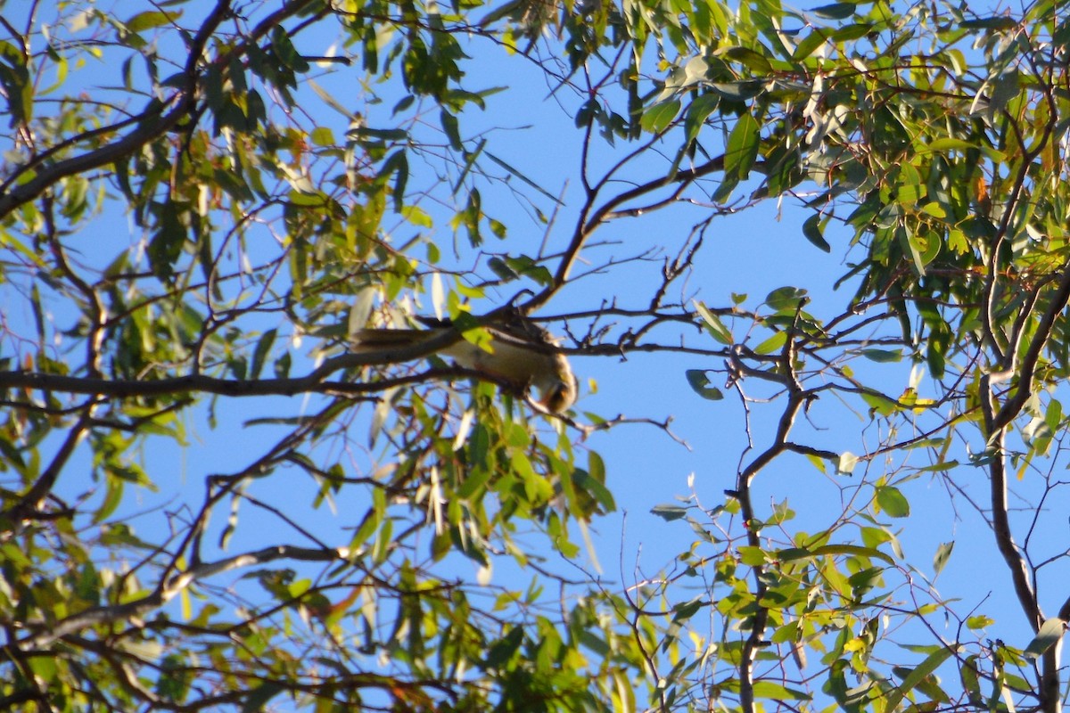 Yellow-throated Miner - Leonie Beaulieu