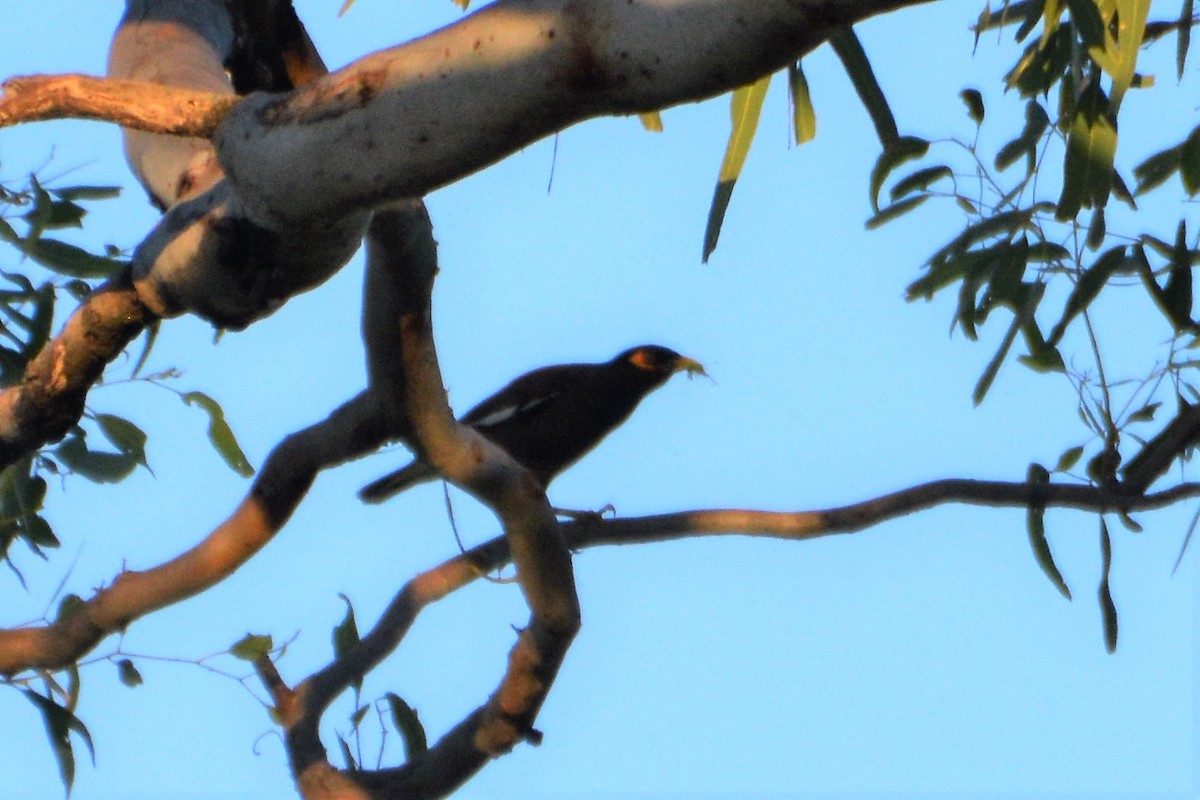 Common Myna - Leonie Beaulieu