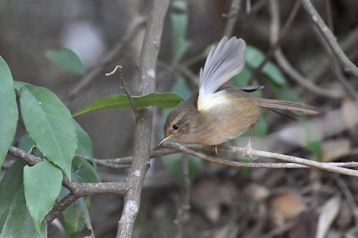 Brownish-flanked Bush Warbler - Ting-Wei (廷維) HUNG (洪)