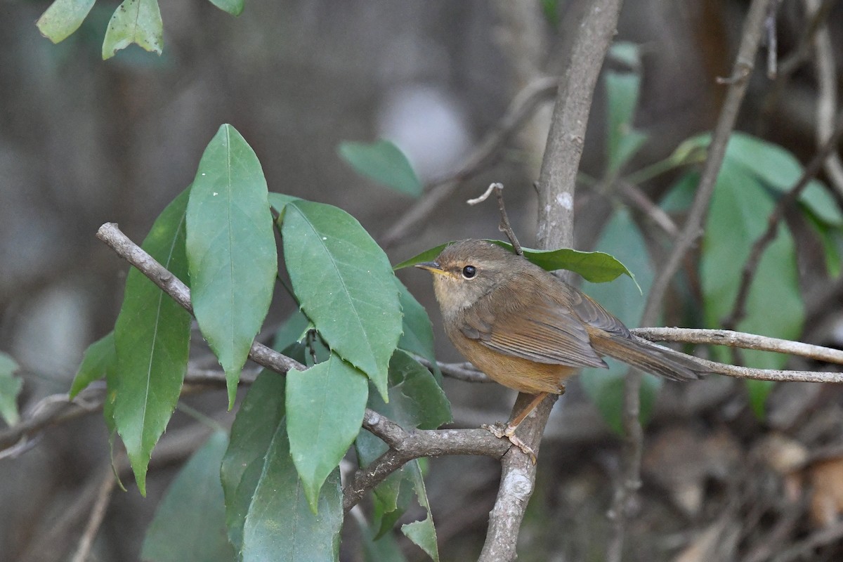 Brownish-flanked Bush Warbler - ML393074261