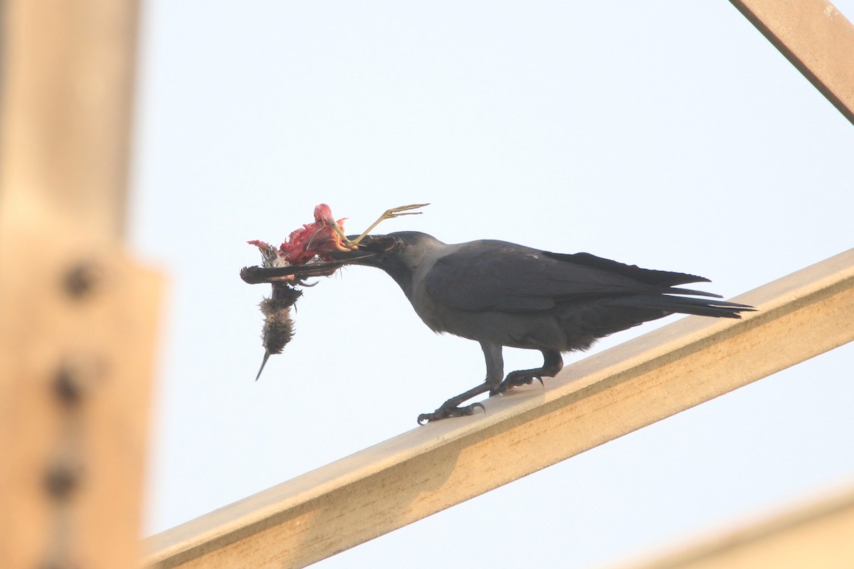 House Crow - ML39307481