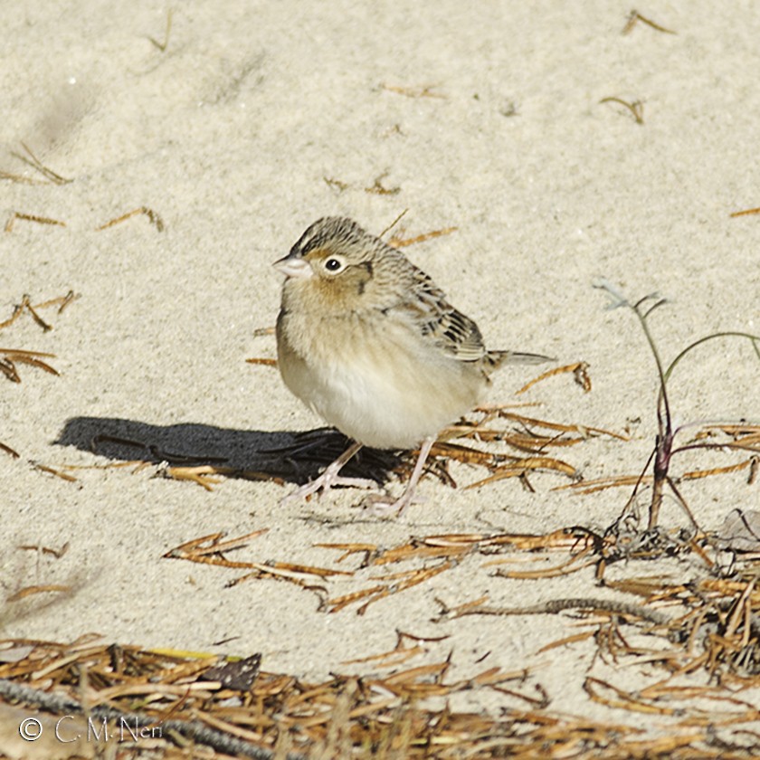 Grasshopper Sparrow - ML39307771