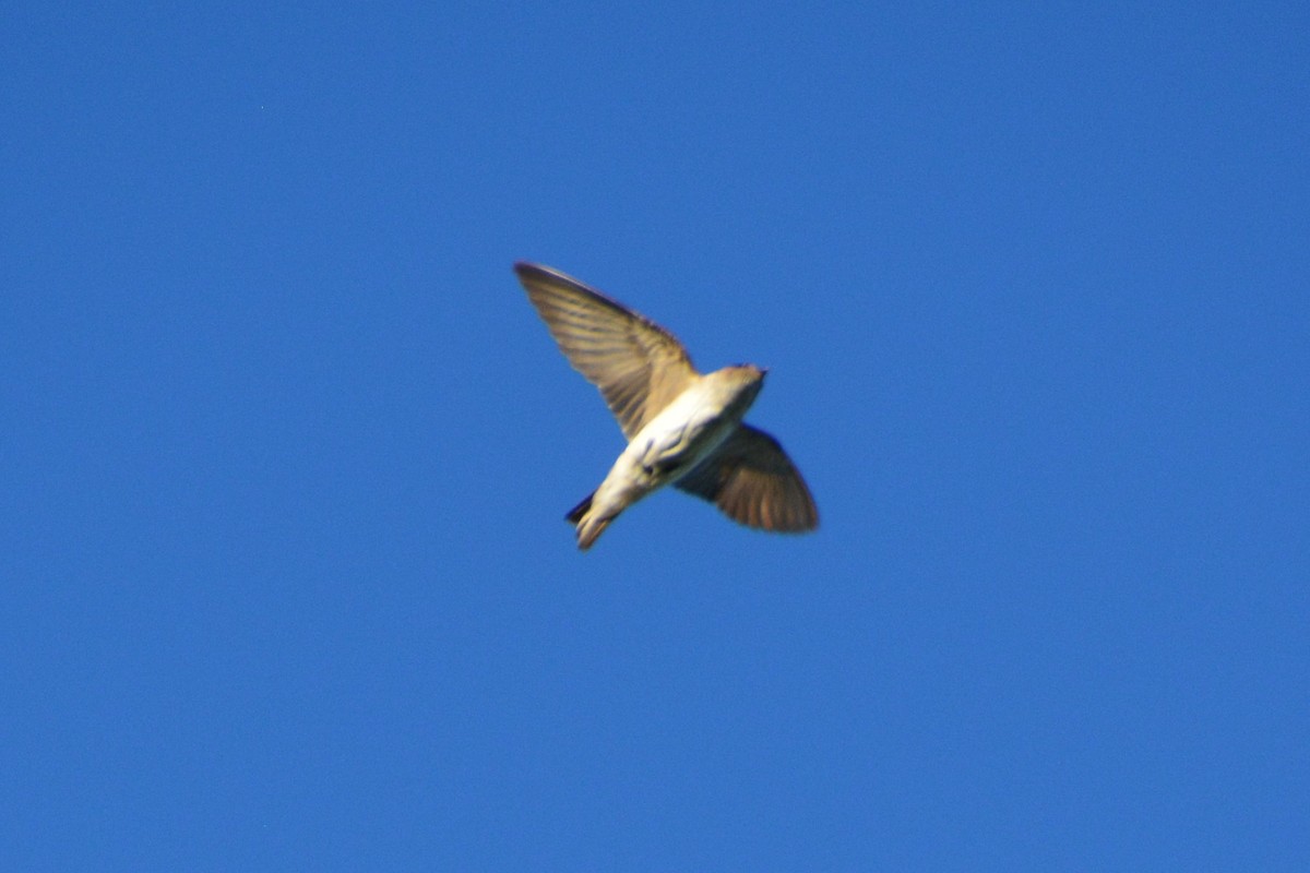 Golondrina Arborícola - ML393078531