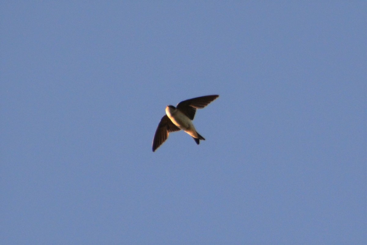 Golondrina Arborícola - ML393078541