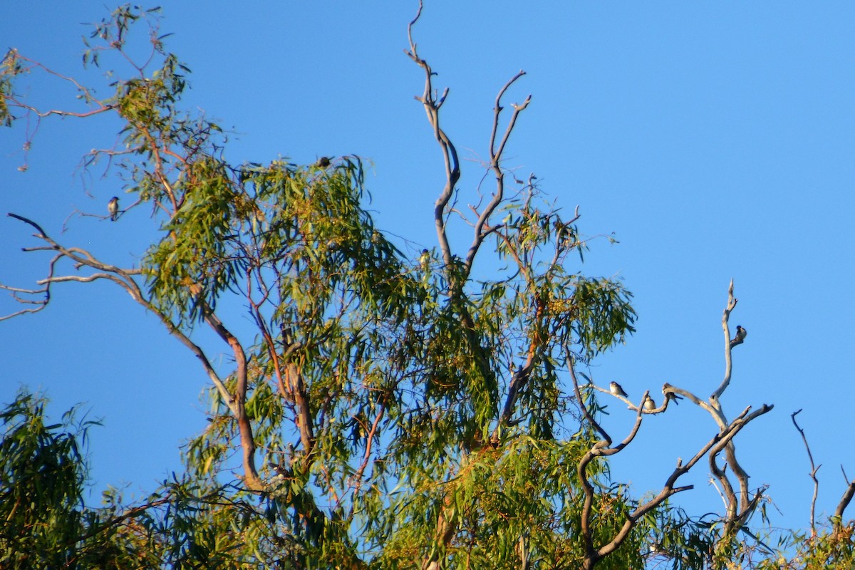 Avustralya Ağaç Kırlangıcı - ML393078731