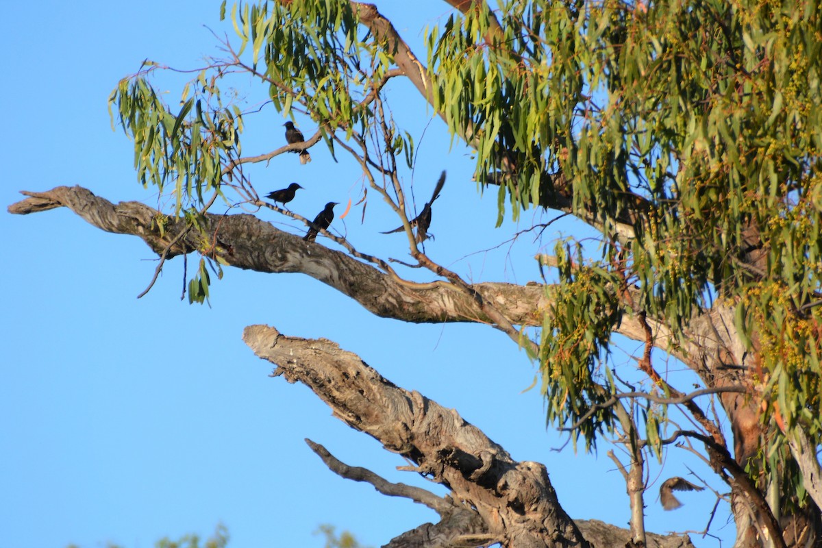 European Starling - ML393078751