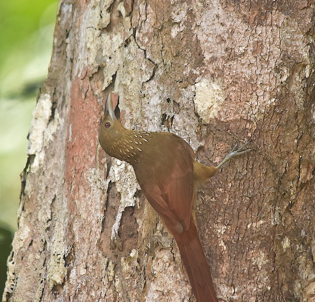 Cinnamon-throated Woodcreeper - ML393079011