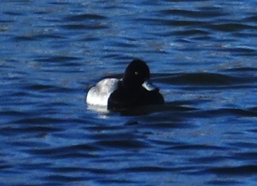 Lesser Scaup - ML393079821