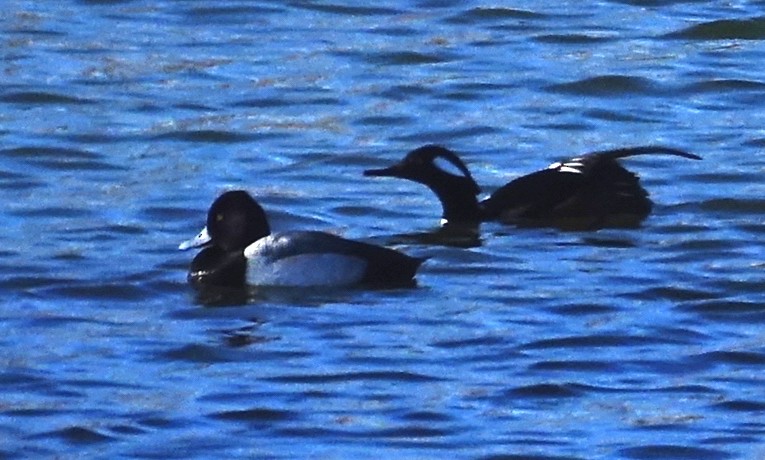 Lesser Scaup - ML393080201