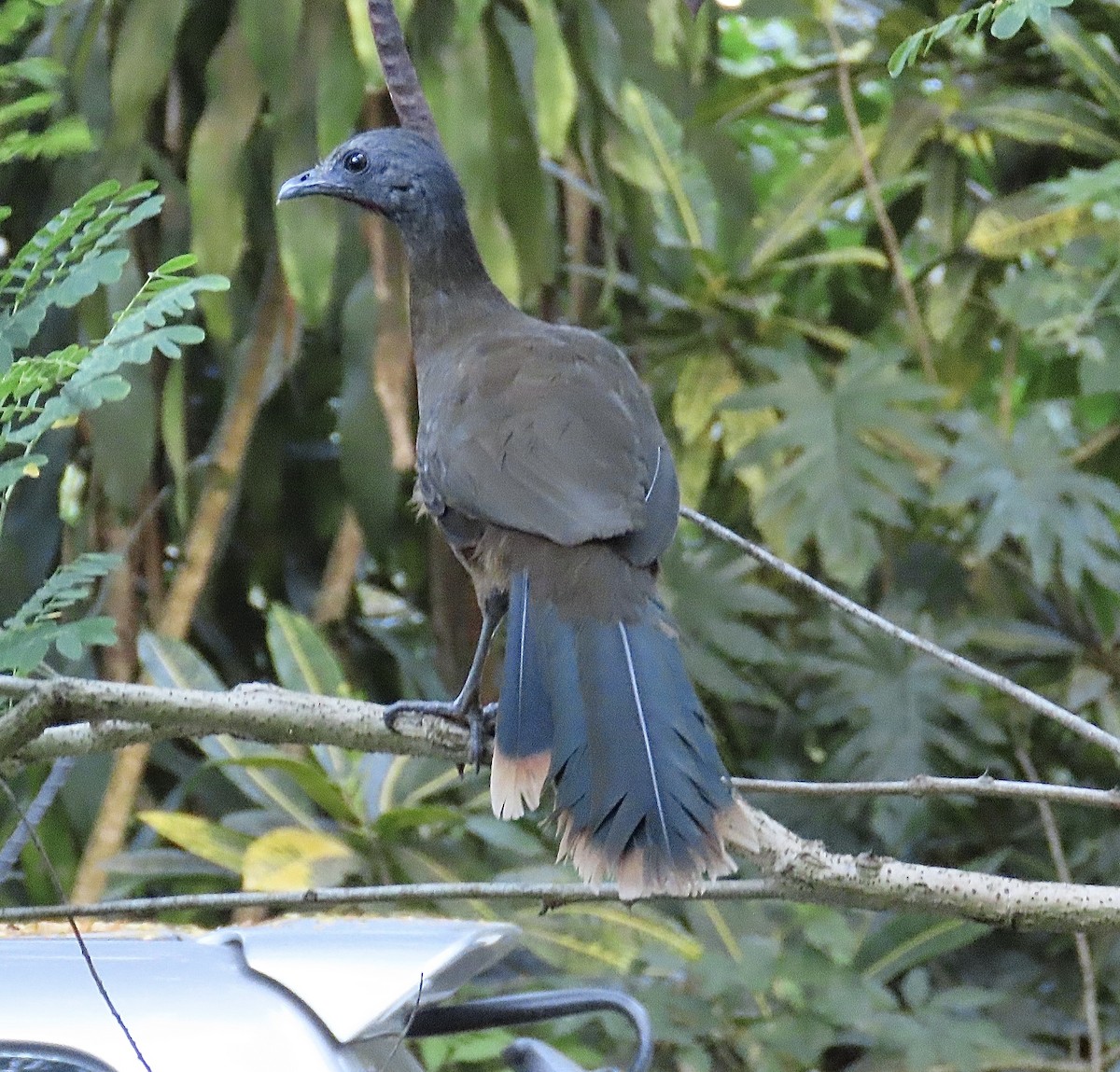 Plain Chachalaca - Howard Laidlaw