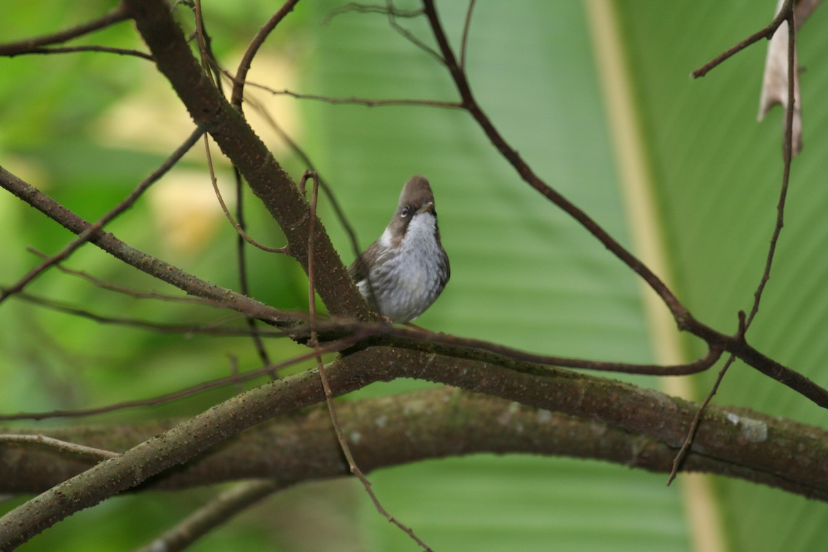 Burmese Yuhina - ML393081601