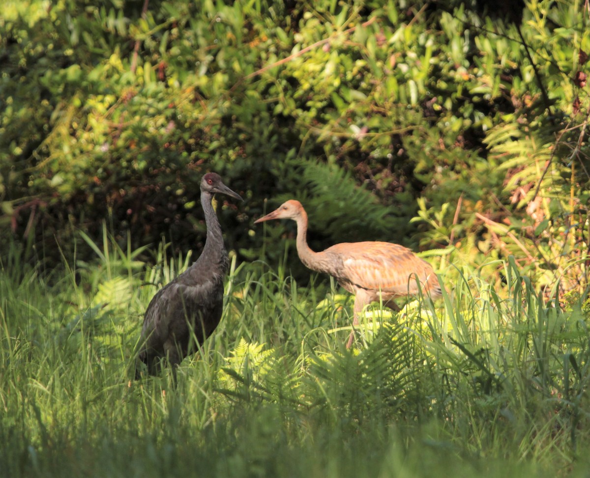 Sandhill Crane - ML393081611