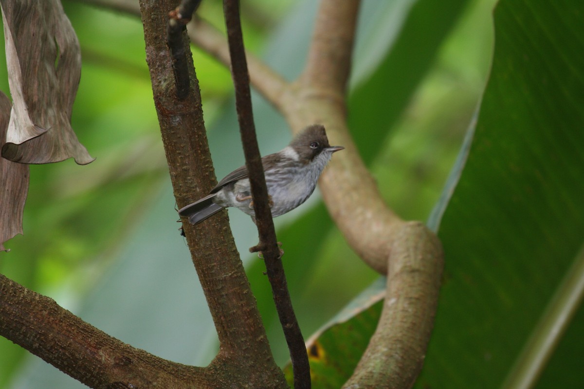 Burmese Yuhina - ML393081691