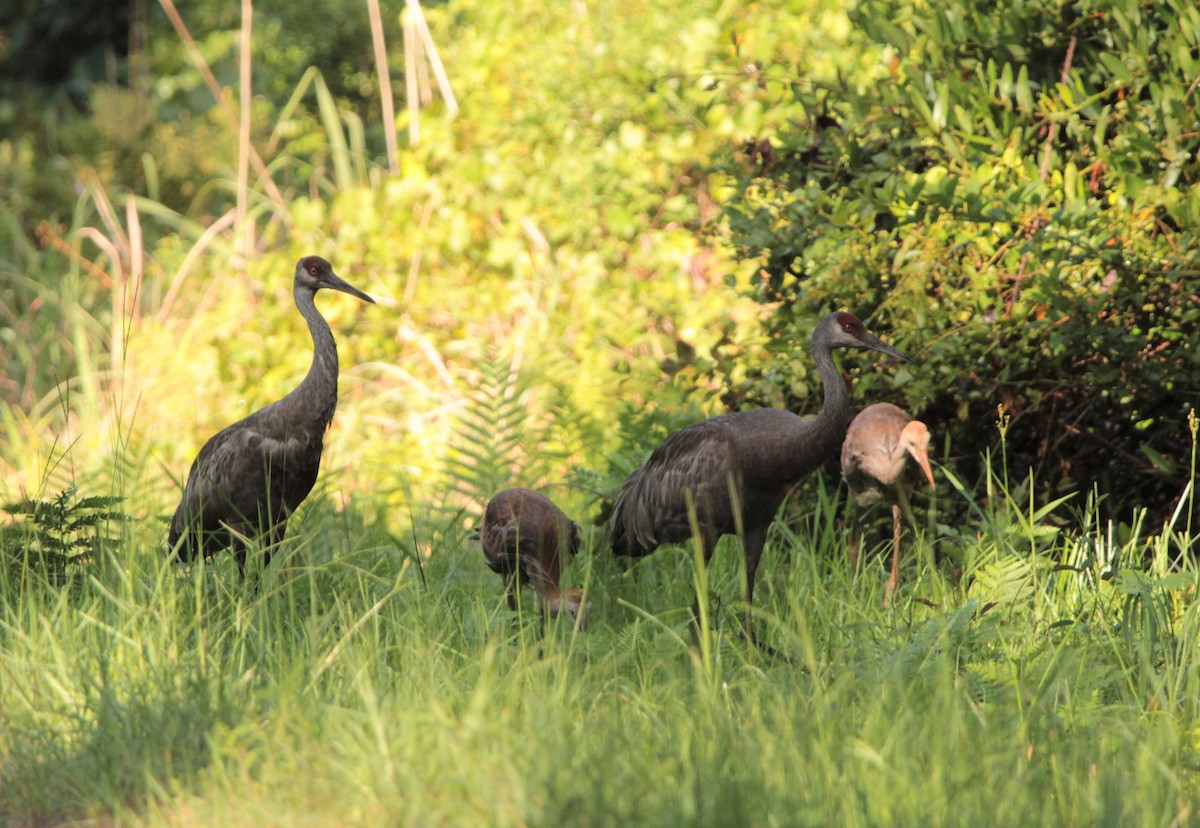 Sandhill Crane - ML393082051