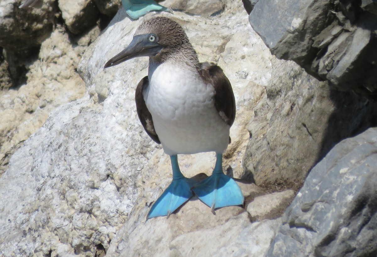 Blue-footed Booby - ML393082061