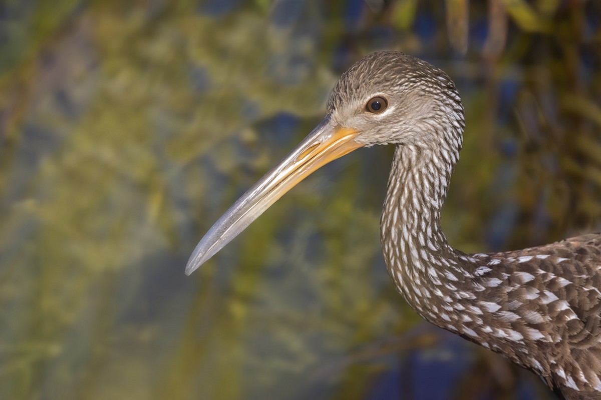 Limpkin - Cindy Cone