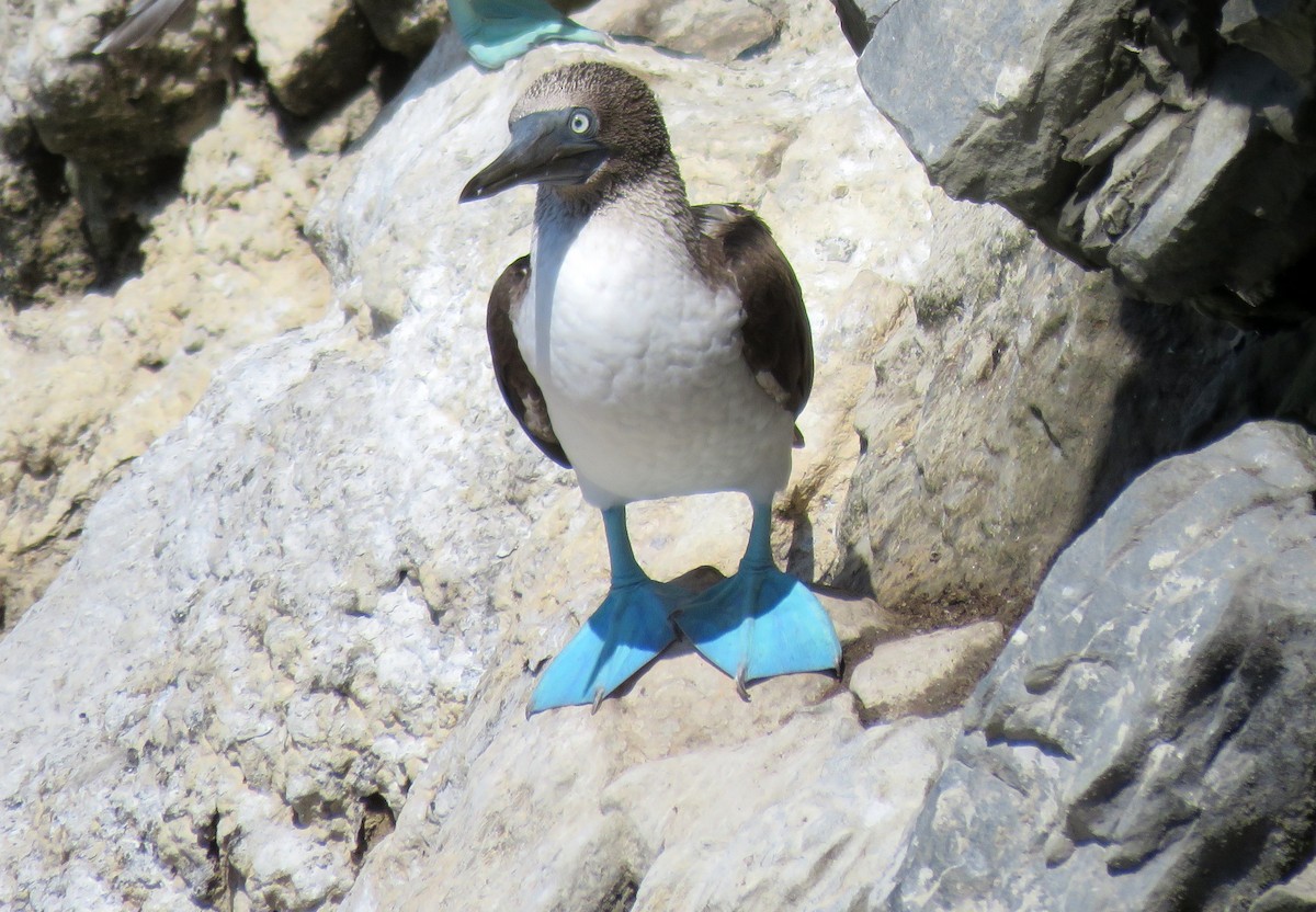 Blue-footed Booby - ML393082101
