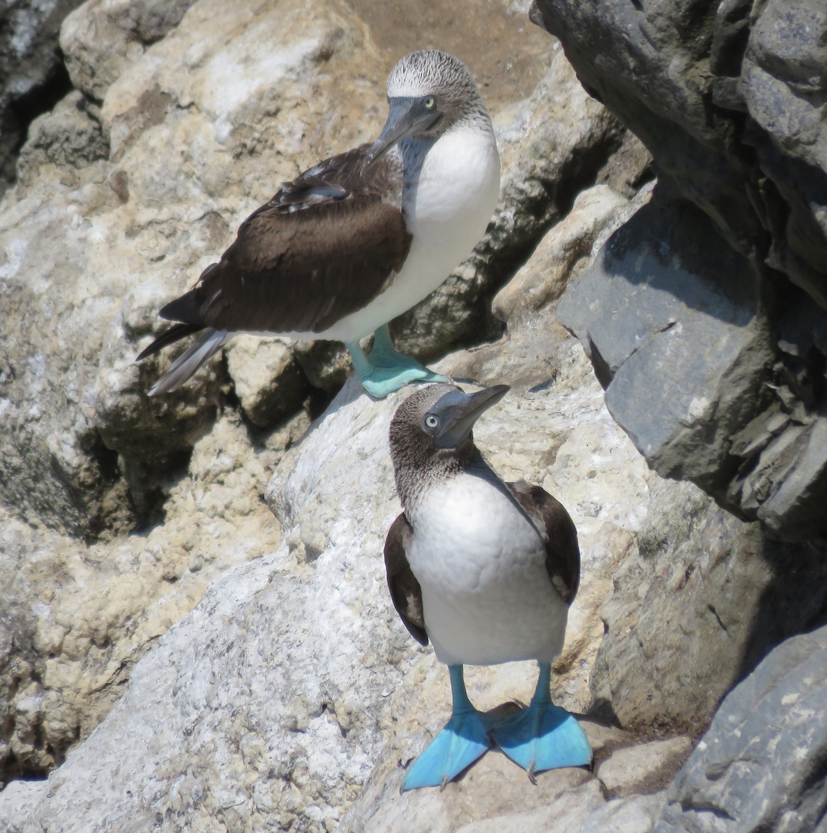 Blue-footed Booby - ML393082131