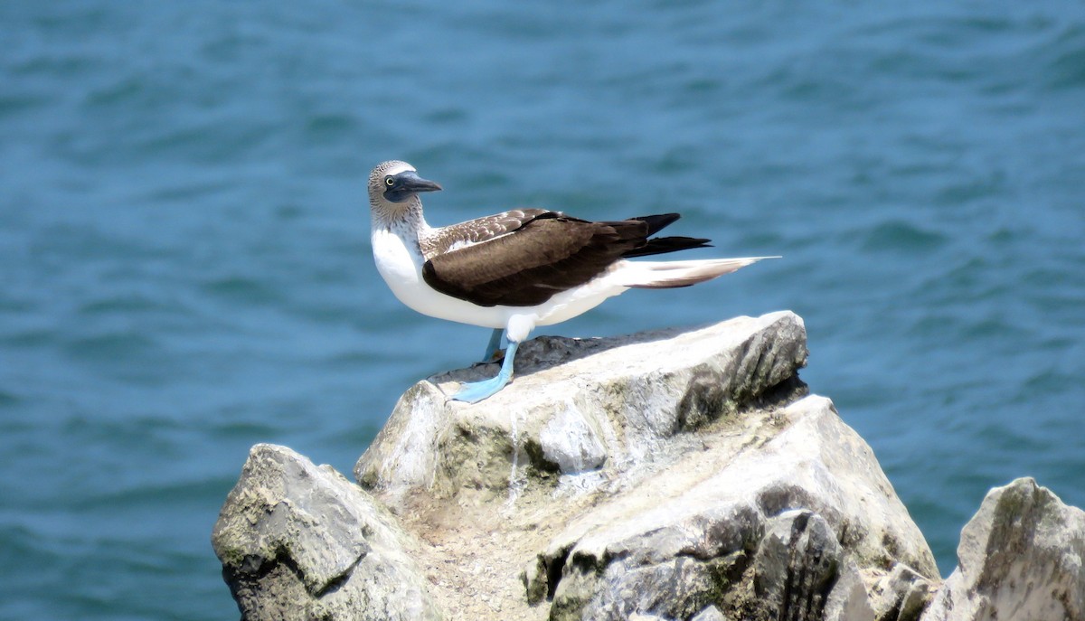 Blue-footed Booby - ML393082181