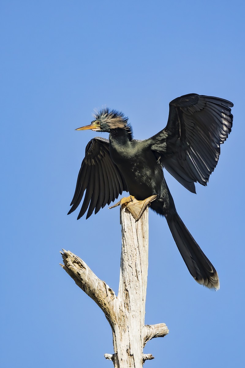 Amerika-Schlangenhalsvogel - ML393082221