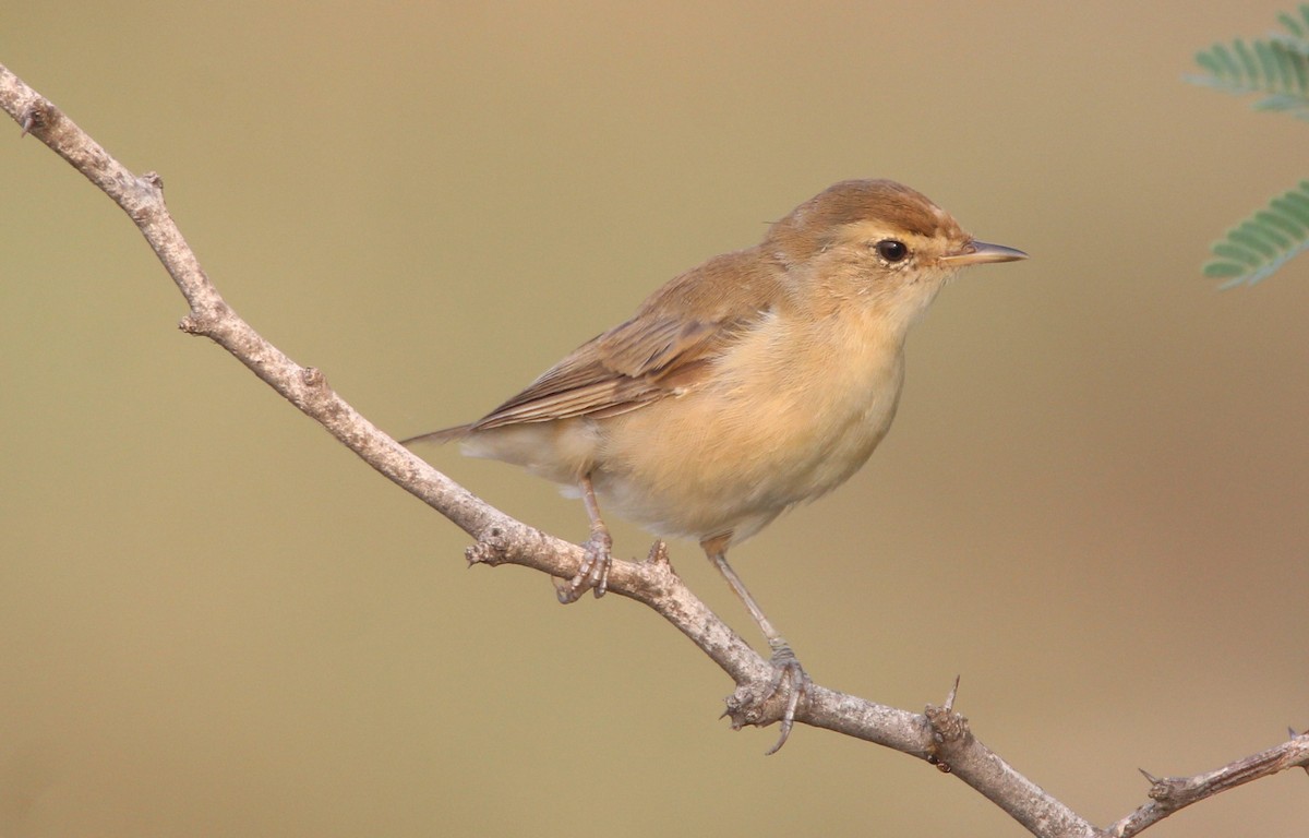 Booted Warbler - Aravind Amirtharaj